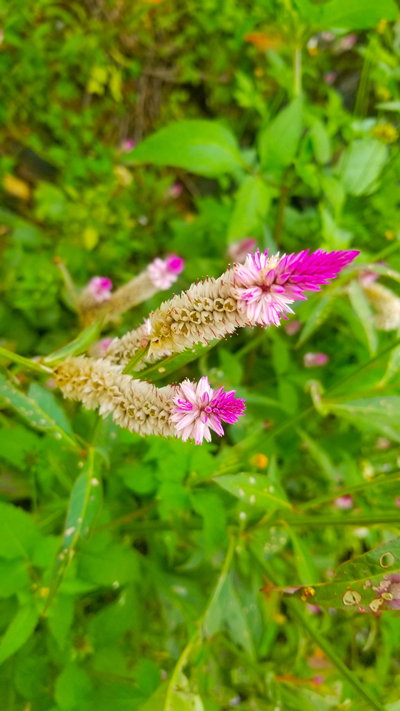 IMG_20200420_093238_副本.jpg