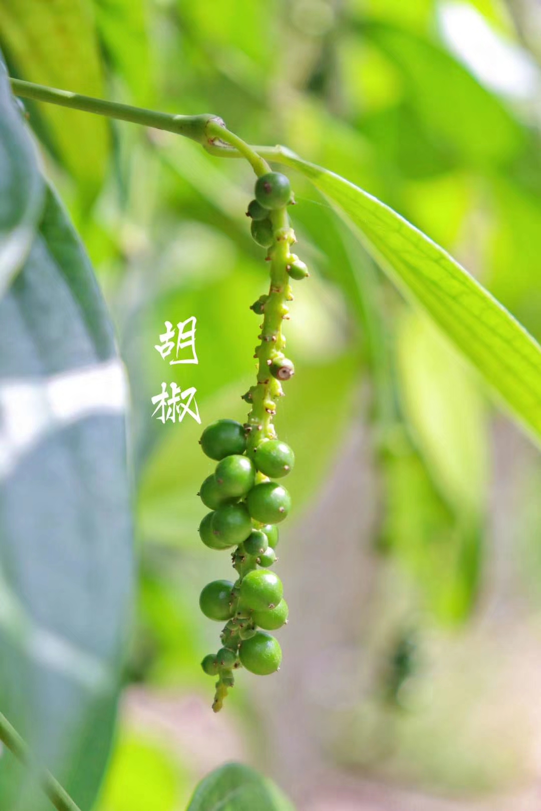 20220422【图集】SIT学子从家乡寄来的春天 (4).jpg