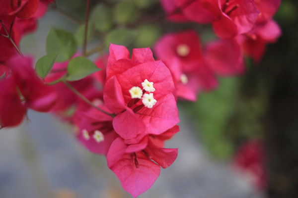 Canon EOS 6D_20210313_080849_副本.jpg Canon EOS 6D_20210313_080849_副本.jpg