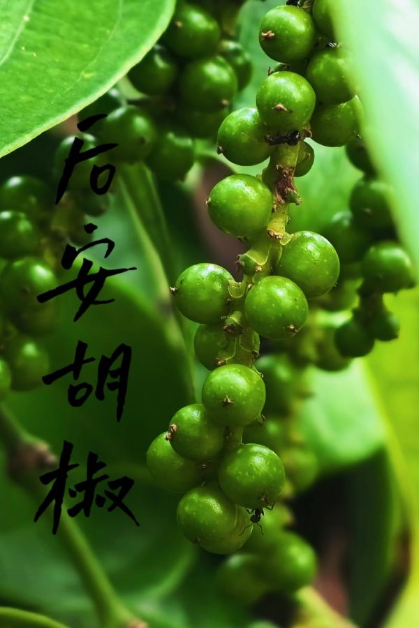 图片 13.jpg 图片 13.jpg